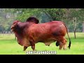 El mejor toro Brahman rojo puro de México 🐮🧬🌱🇲🇽