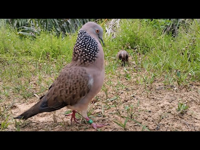 SUARA BESAR PENGUKU INI TIDAK BERHENTI MENGUKU DI ATAS PERHENTIAN class=