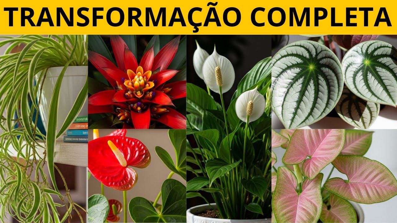 18 Plantas que Transformam Ambientes Escuros em Jardins