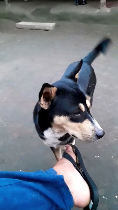 AAJAAA Mari kalu 🐕🐕🐕🐕🐕