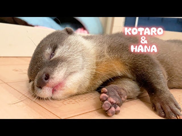 カワウソコタローとハナ　遊び疲れた2人の癒し寝顔　Otter Kotaro&Hana Cute Sleeping Faces