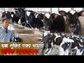 অপ্ল পূঁজিতে কিভাবে গরুর খামার করে সফল হয়েছেন নোখালির এই খামারি। Successful dairy farm