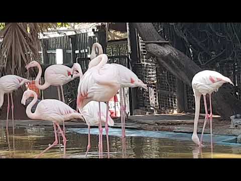A flock of greater flamingo