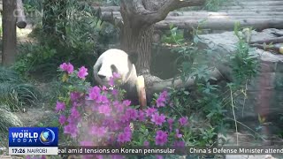 Giant panda Ya Ya returns to Shanghai after 20 years in U.S.