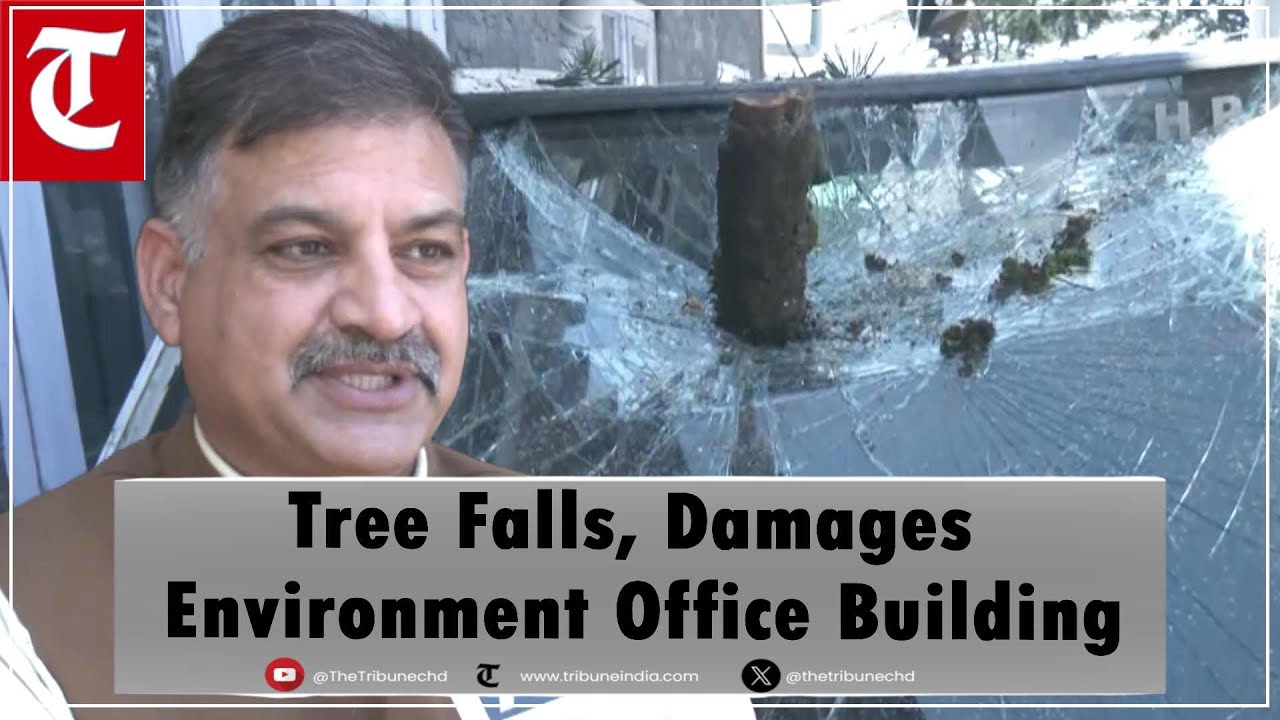 Heavy rain uproots tree, partially damages Directorate of Environment ...