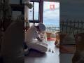 元野良おじさん猫を可愛いがった結果、、、、 #cat #おどやん#熱海