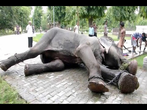 Vídeo: En India, Un Asesino De Elefantes Salvaje Rescató Repentinamente A Un Niño Pequeño - Vista Alternativa
