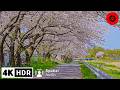 Japans river of a 1000 sakura  4kr spatial audio