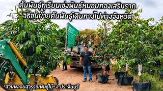 ต้นพันธุ์ทุเรียนเข่งหมอนทองวิธีขนย้ายต้นพันธุ์เดินทางไปต่างจังหวัด