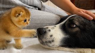A tiny kitten's touching reaction upon meeting a Caucasian Shepherd for the first time. Subtitles!