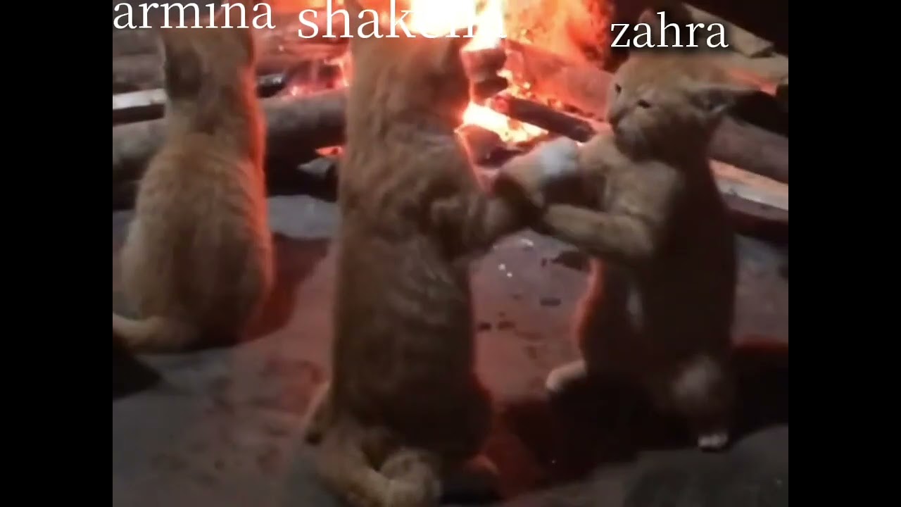 Author:Vidioin ah                                                          Author:imut banget mereka