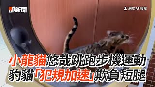 龍貓悠哉玩跑步機豹貓「超犯規加速」欺負短腿寵物動物萌寵精選影片