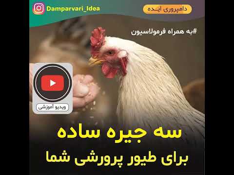 تصویری: عفونت مخمر در پرندگان