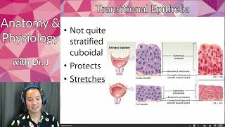 A&P 1 (PHYL 141) | Tissues | Epithelial Tissue - Layers