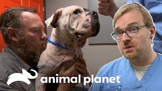 Reconstruyen ligamentos a mascota rescatada de un criadero | Dr. Jeff, Veterinario | Animal Planet