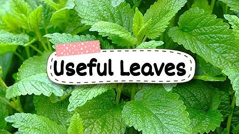 Useful Leaves || General Knowledge || Class-3