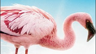 The Crimson Wing Mystery Of The Flamingos Dvd 2010 Opening