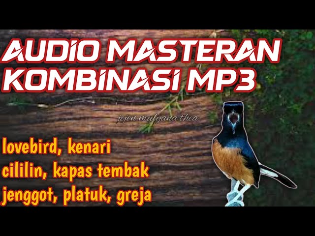 MASTERAN KOMBINASI lovebird, kenari, cililin, jenggot, kapas tembak, pelatuk, greja tarung mp3 class=