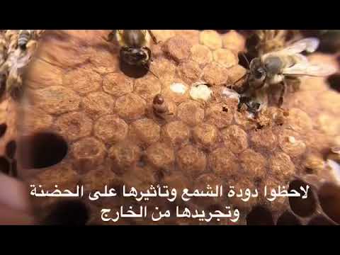 دودة الشمع السرفه وأثرها على الخليه