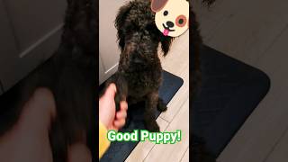 #schnoodle #puppy Training Sit, Shake, Lay Down