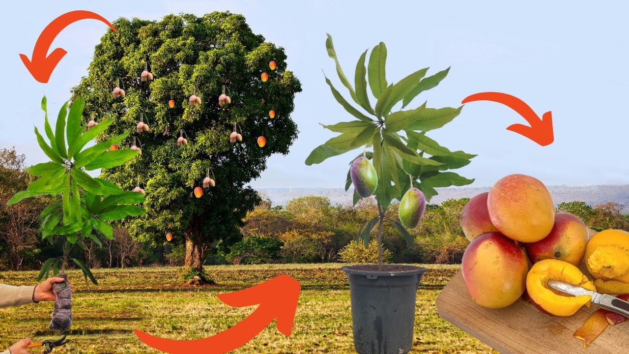 Alporquia de MANGA no Vaso Com Sucesso | Muda de Manga Palmer Frutificando Rápido