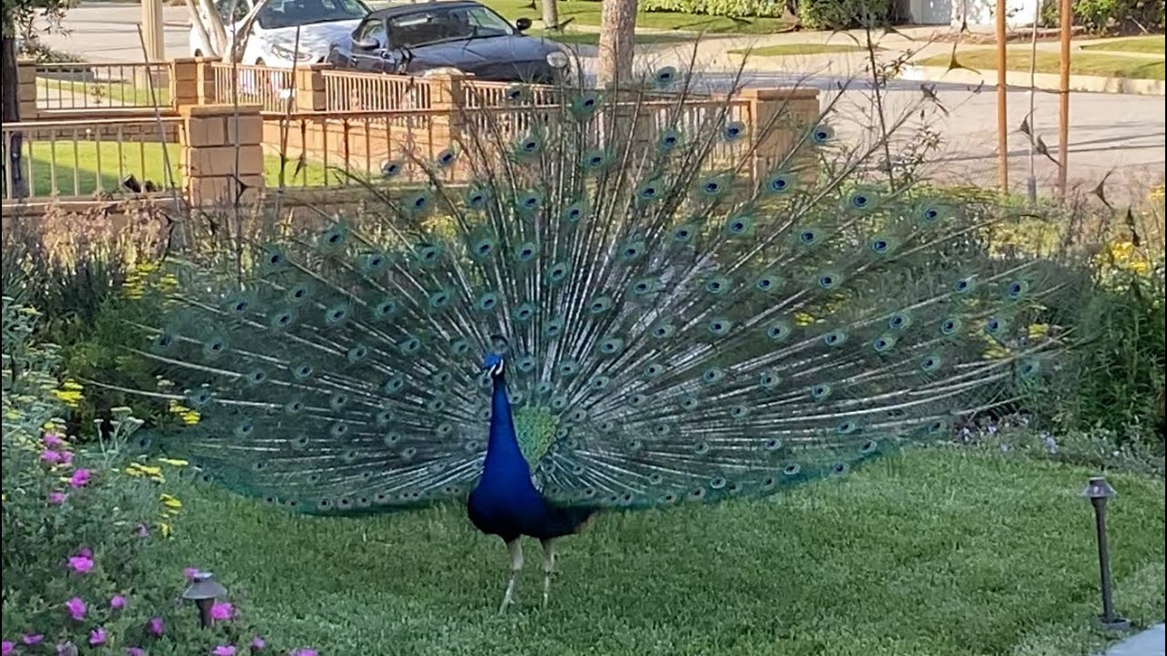 Peacocks Dance on the Day of Ms Crooky's Return - YouTube