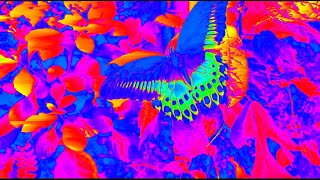 Hoodini - Butterflies Visualizer
