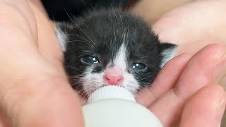 Adopt a cat abandoned in the street 길에 버려진 새끼 고양이 키우기 by 너는내운냥 132,840 views 1 year ago 10 minutes, 51 seconds