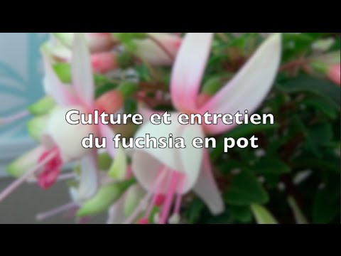 Vidéo: Fleur Fuchsia D'intérieur (27 Photos): Entretien Et Culture à La Maison. Conseils Pour Les Débutants, Maladies De La Reproduction Et Fuchsia