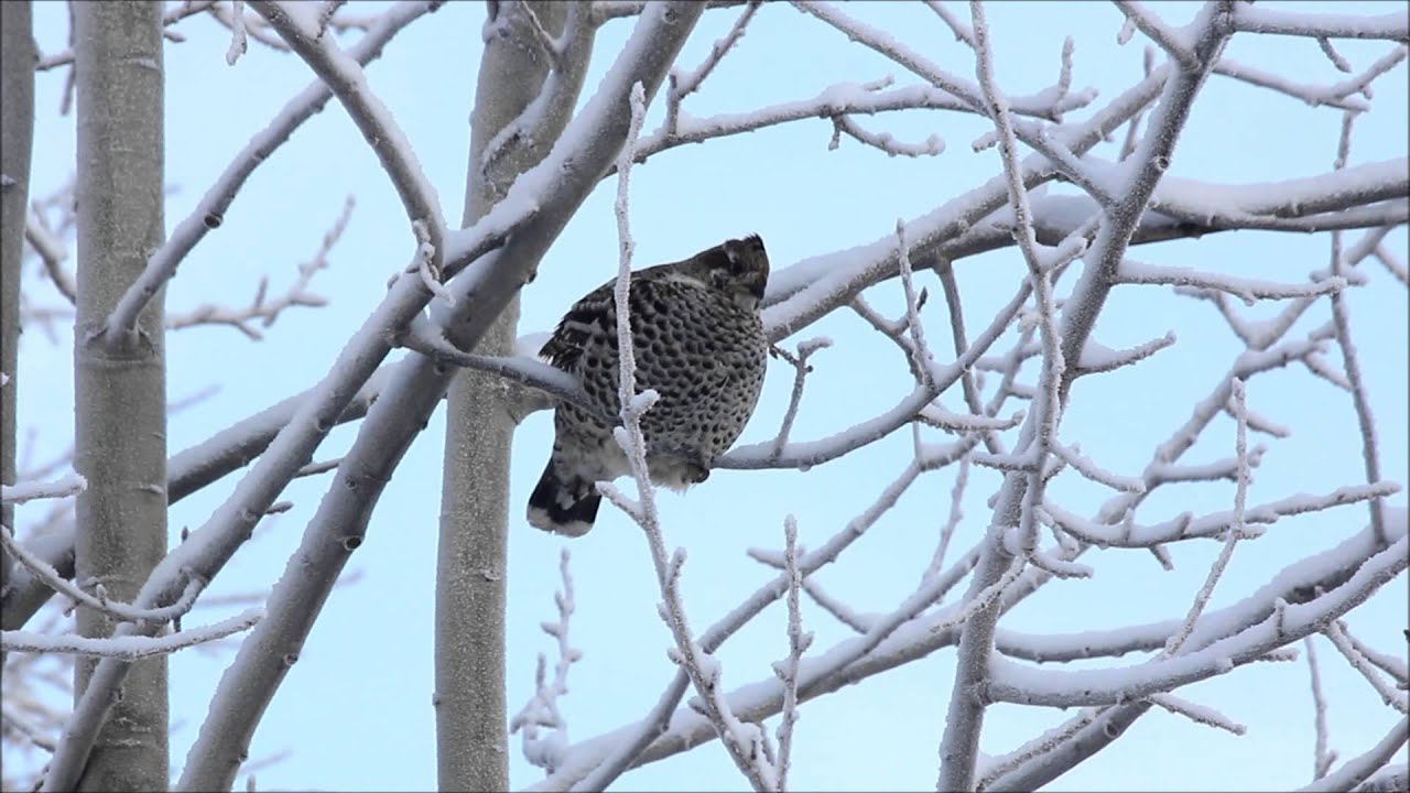 Järpe, Bonasa bonasia 2013-01-07