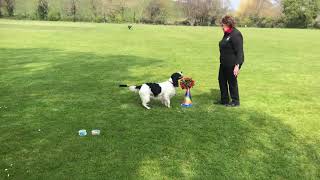 Dog Training: Ghillie (English Springer Spaniel)  Advanced Trick Dog