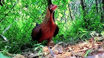 tiếng gà mái rừng hoàng thắng mới nhất