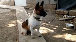 Сучка скулит кобеля хочет видео Два кобеля и течная сука, управление поведением, дрессировка собак