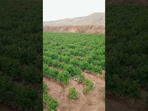 بازرگانی طارم سیر صادرات شرکت محصولات