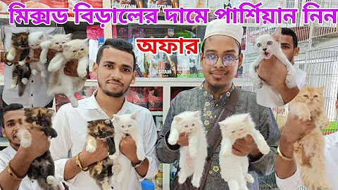 Video 10758191: persian cat mix, pets cat food