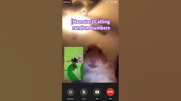 WHO DID HAMSTER CALL #memes #funny #pets #cute #themanniishow