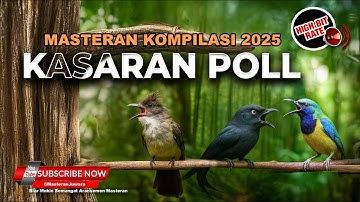 Full Kasaran Cucak Cungkok Super Gacor Vs Cucak Jenggot Beset Breen Grejaan vs Srigunting Abu Gacor