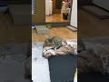 猫フミフミ、キジトラのにゃん太さん #フミフミ#shotrs