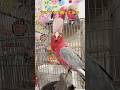 【爆笑注意】リズム感ありすぎる件w #踊る鳥 #ミセス #ライラック #ダンス #ノリノリちゃーちゃん