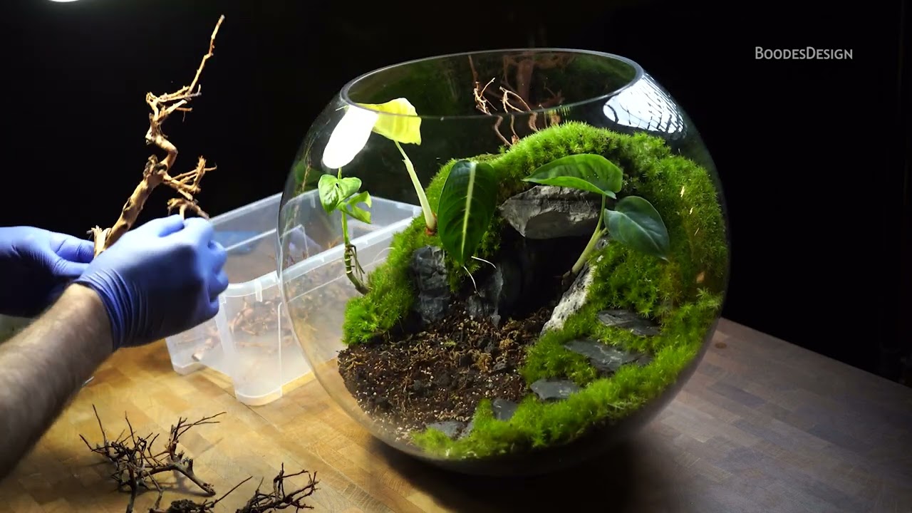 عمل تيراريوم مغلق الجزء الثاني / Make a terrarium part two