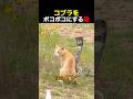 コブラをボコボコにする猫