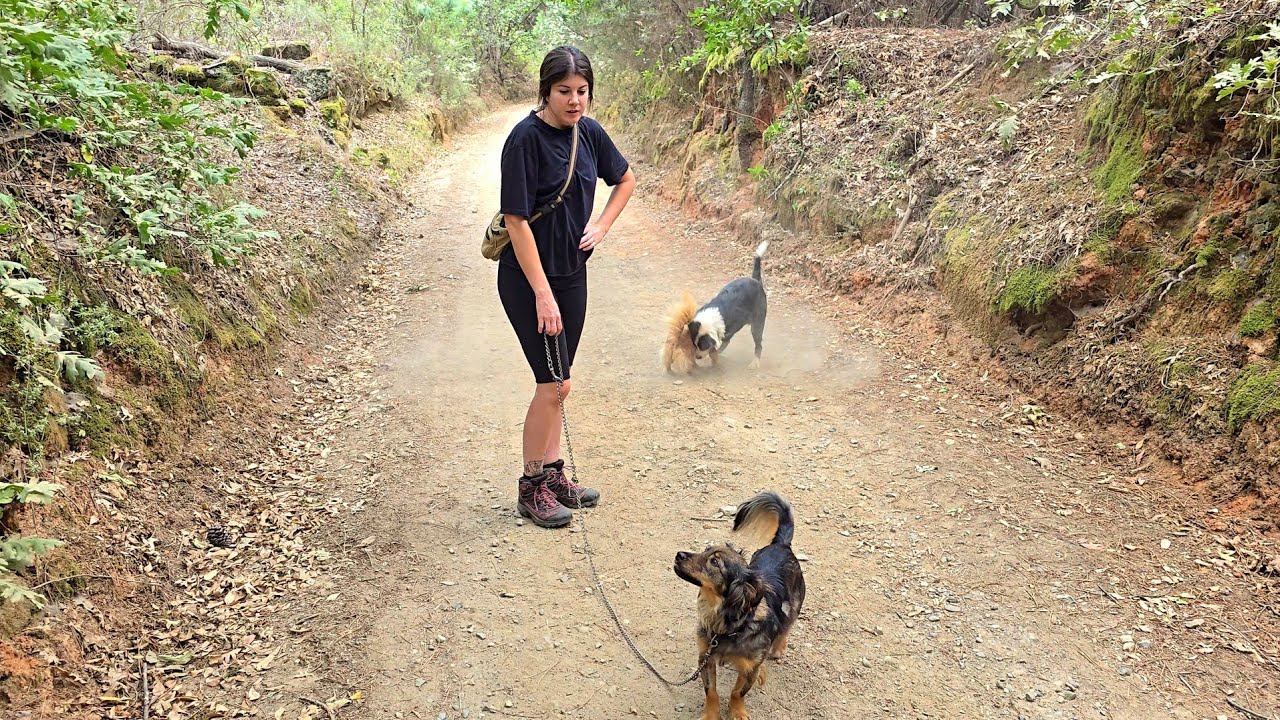 Os enseño cómo están Charlie y las gatinas en cautividad