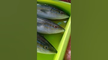 Thumbnail of Lagi Hittt ini olahan ikan salmon cocok dimasak apa saja #shorts hanya di loli ikan segar