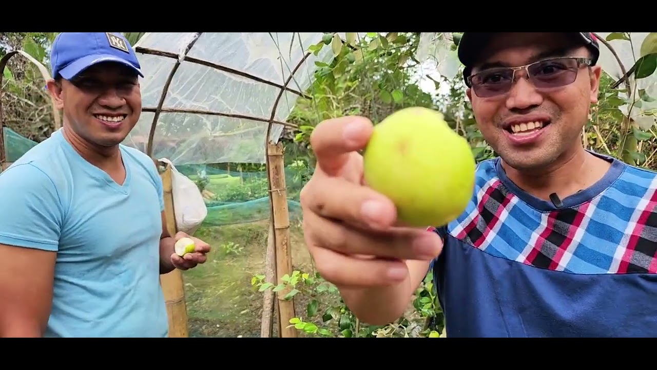 Green and Fuji apples in Antique YouTube