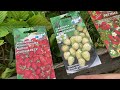 Лучшие сорта земляники Вырастили из семян 