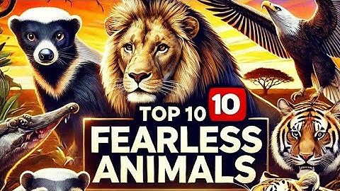 Top 10 Most Fearless Animals In the Wild