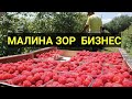 Бизнеске МАЛИНА жакшы || БИЗНЕС ПЛАН