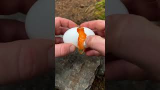 cook eggs on hot stones #chikhen #cooking #chicken #food #outdoors #seafood #outdoorcooking #relax