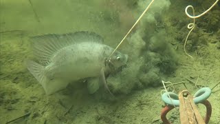 Pesca con Arpón en Aguas Cristalinas - Tilapias 🐟 - Carpas Gigantes