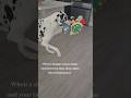 Stranger v Great Dane #dog #greatdane #funny #shorts #shortvideo #trending #viral #cute #pets #love